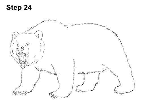 Рисунок Медведя Простой