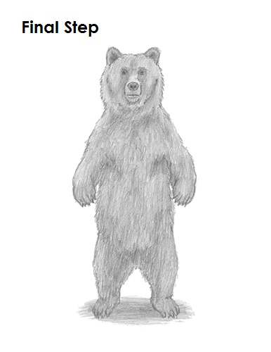 386x500 How To Draw A Grizzly Bear - Grizzly Drawing