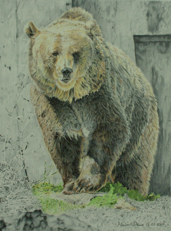 666x900 Maggie The Grizzly Drawing - Grizzly Drawing