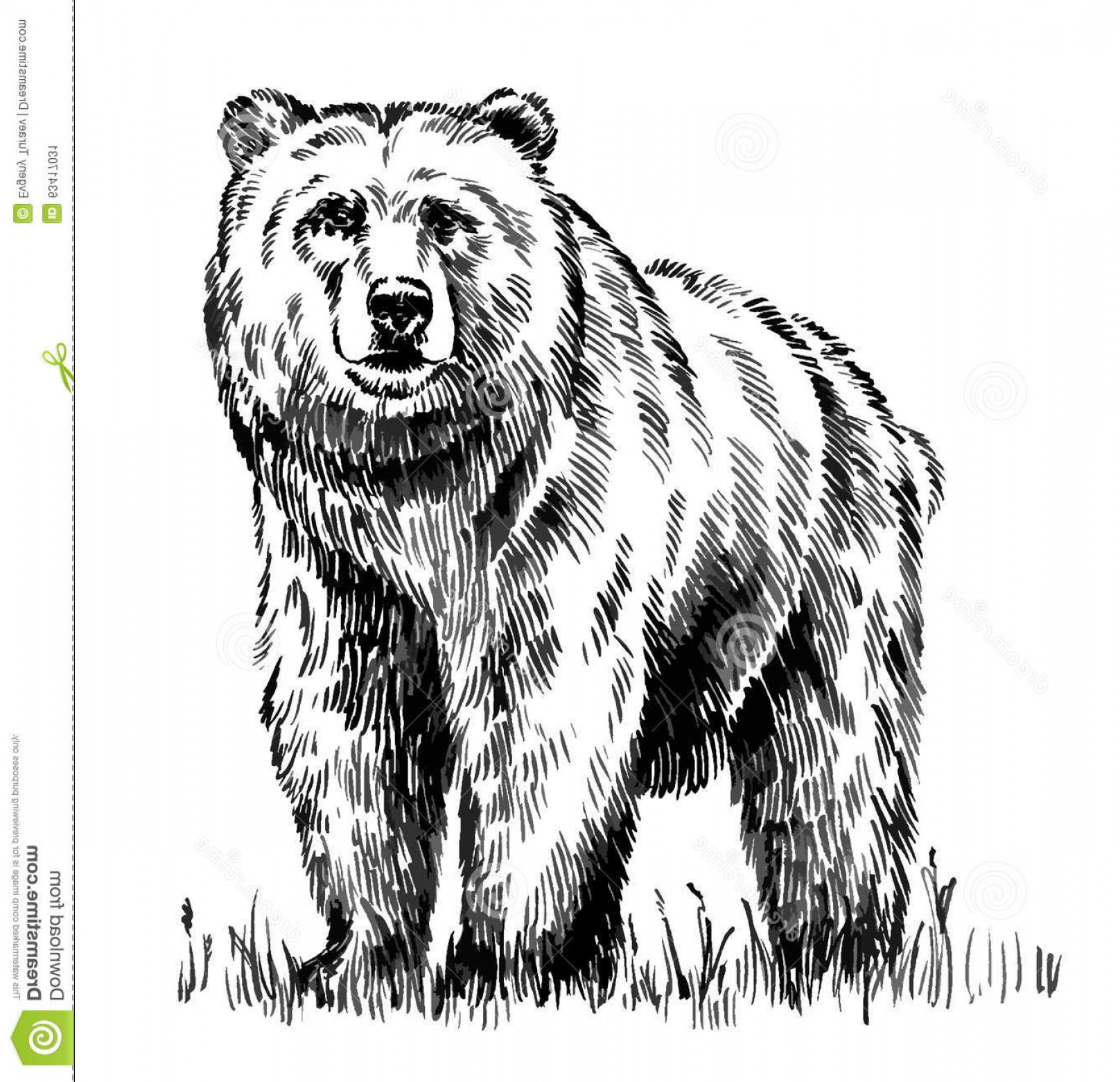1616x1560 Stock Illustration Black White Engrave Isolated Vector Bear Ink - Grizzly Drawing