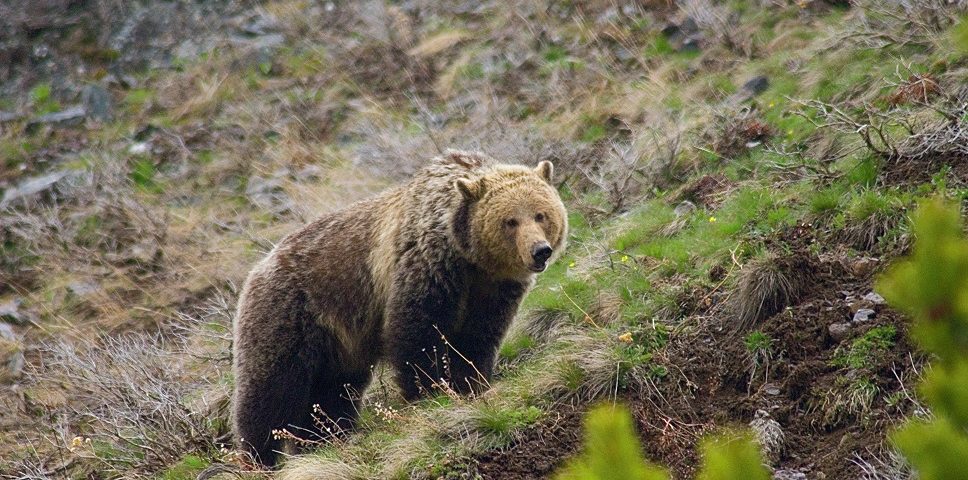 968x480 Wyoming Grizzly Bear Hunting Regulations Western Bear Foundation - Grizzly Drawing