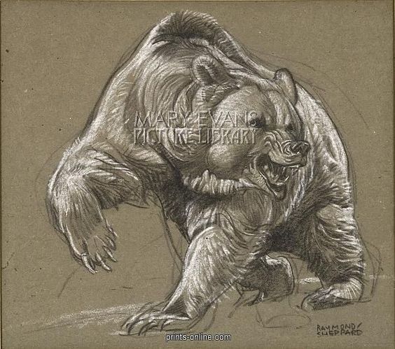 564x499 drawings of grizzly bears bears in grizzly bear drawing - Grizzly Drawing
