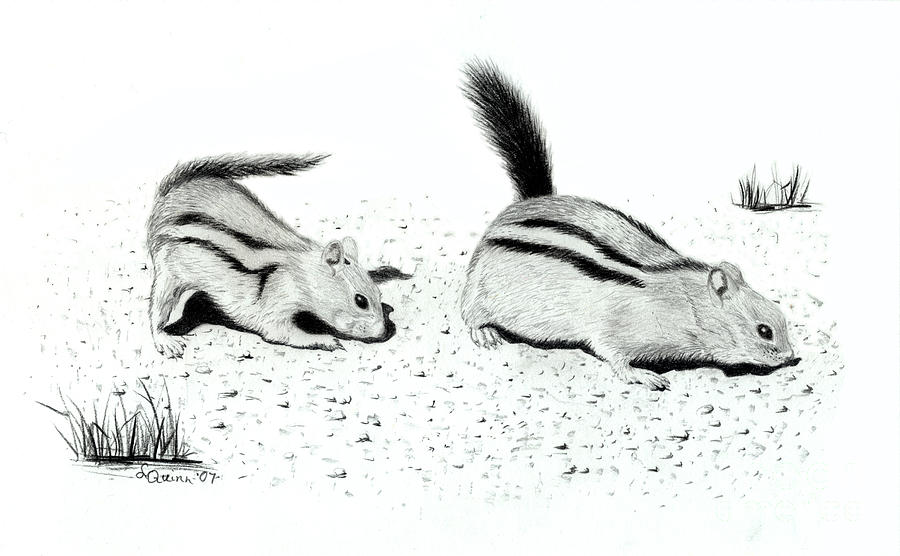 900x556 ground squirrels drawing - Ground Drawing