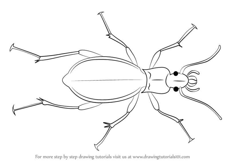 800x566 learn how to draw a ground beetle - Ground Drawing