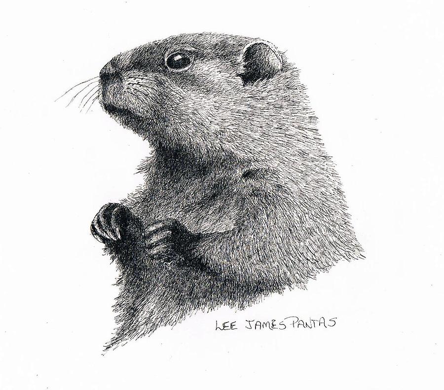 900x792 Groundhog Or Woodchuck Drawing - Groundhog Drawing
