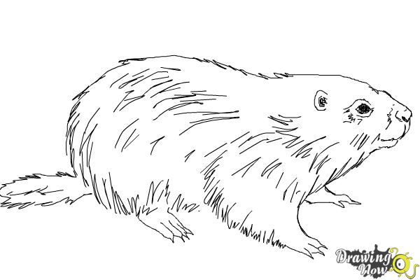 600x400 How To Draw A Groundhog - Groundhog Drawing