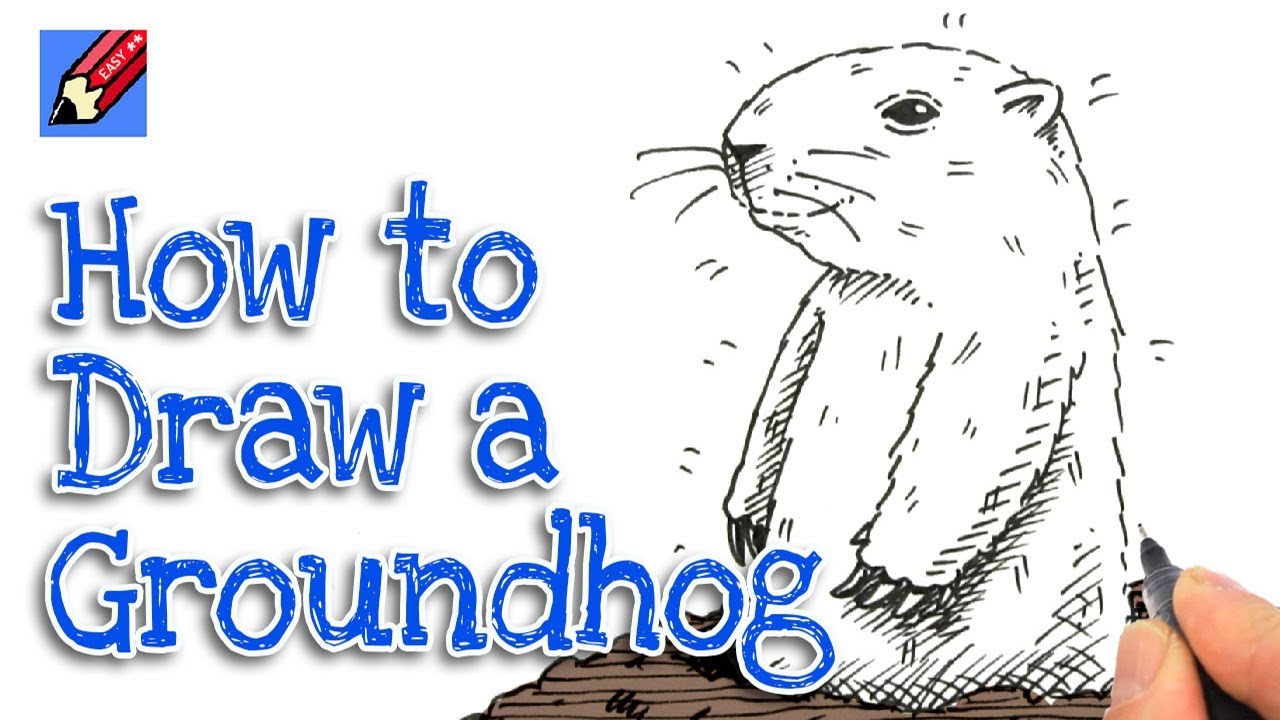 Groundhog Drawing at Explore collection of
