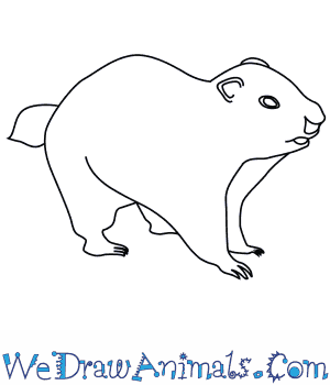 300x350 How To Draw A Groundhog - Groundhog Drawing