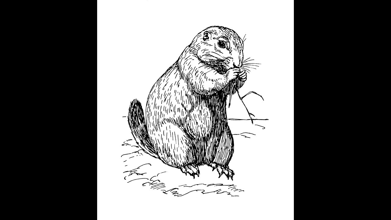 1280x720 How To Draw Groundhog Face Pencil Drawing Step - Groundhog Drawing