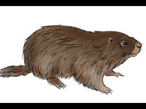 480x360 How To Draw A Groundhog - Groundhog Drawing