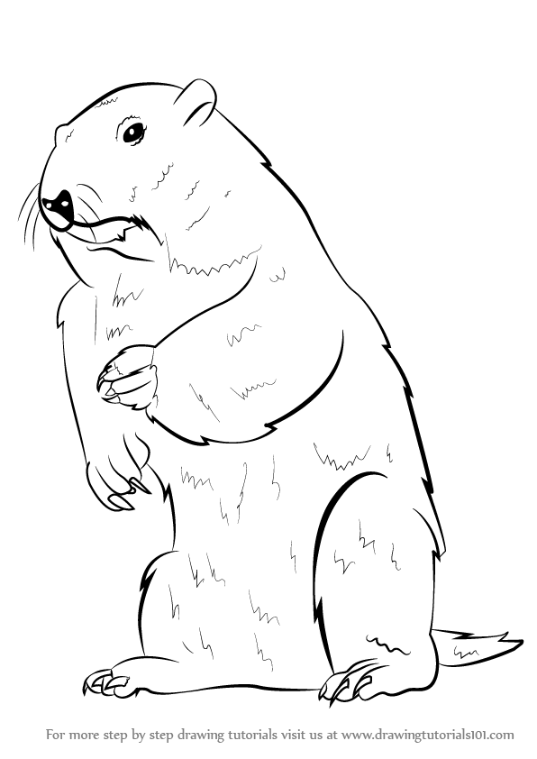 596x842 Learn How To Draw A Groundhog - Groundhog Drawing