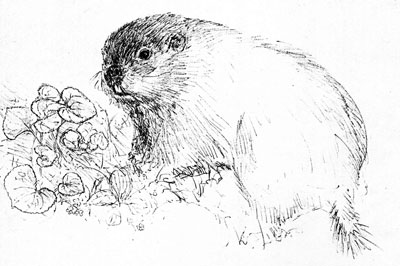 400x266 What About The Groundhog Doug Elliott, Storyteller - Groundhog Drawing