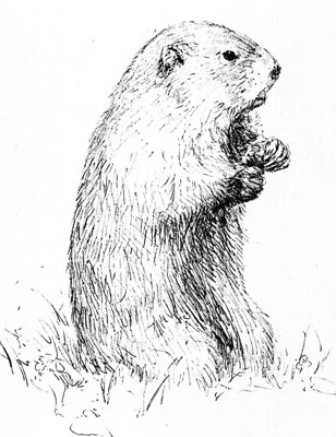 308x400 What About The Groundhog Doug Elliott - Groundhog Drawing