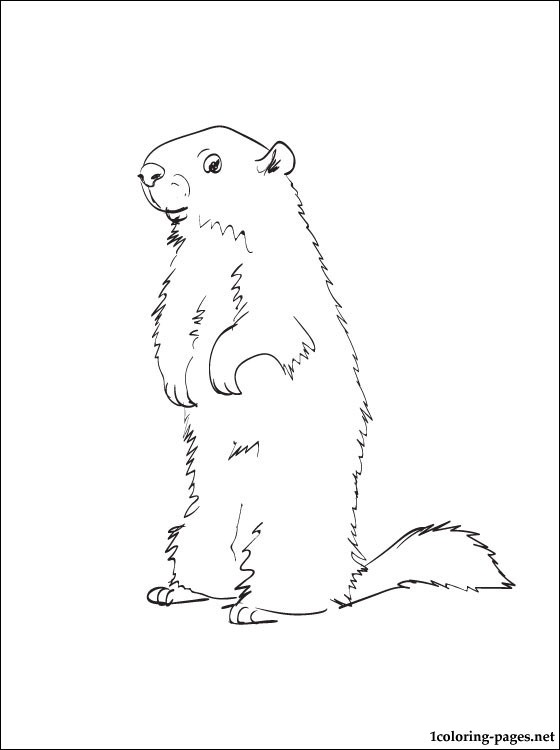 560x750 Groundhog - Groundhog Line Drawing