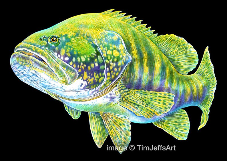 Grouper Drawing at Explore collection of Grouper