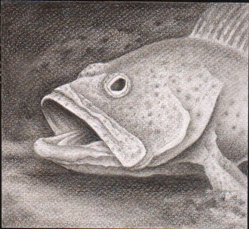 Grouper Drawing at Explore collection of Grouper