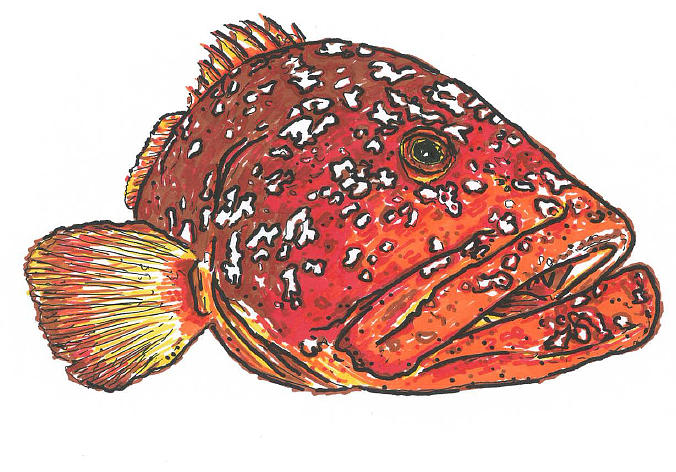 676x472 Grouper Art Drawing - Grouper Drawing