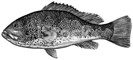 449x204 Grouper Fish Drawing - Grouper Drawing