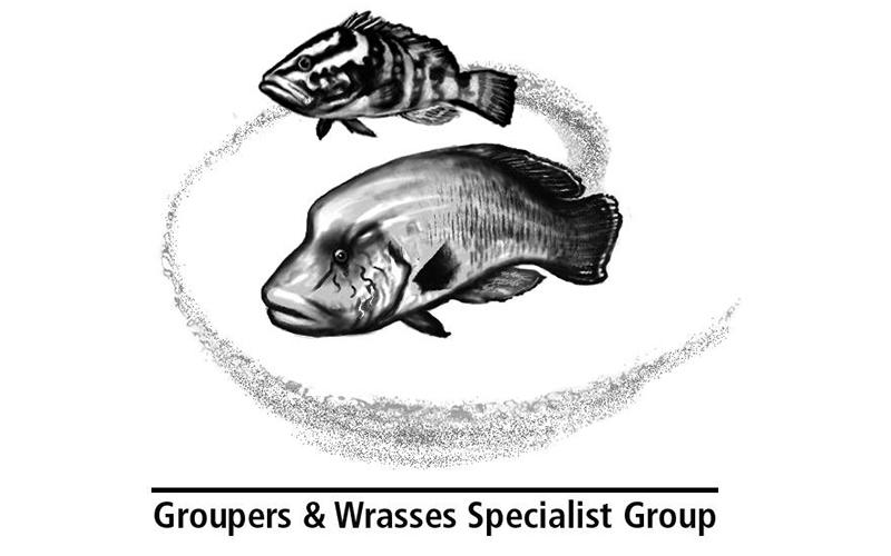 800x500 Grouper And Wrasse Iucn - Grouper Drawing