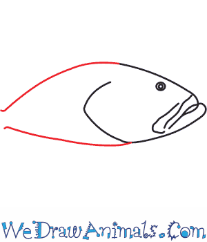 300x350 How To Draw A Black Grouper - Grouper Drawing