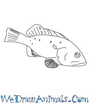 300x350 How To Draw A Red Grouper - Grouper Drawing
