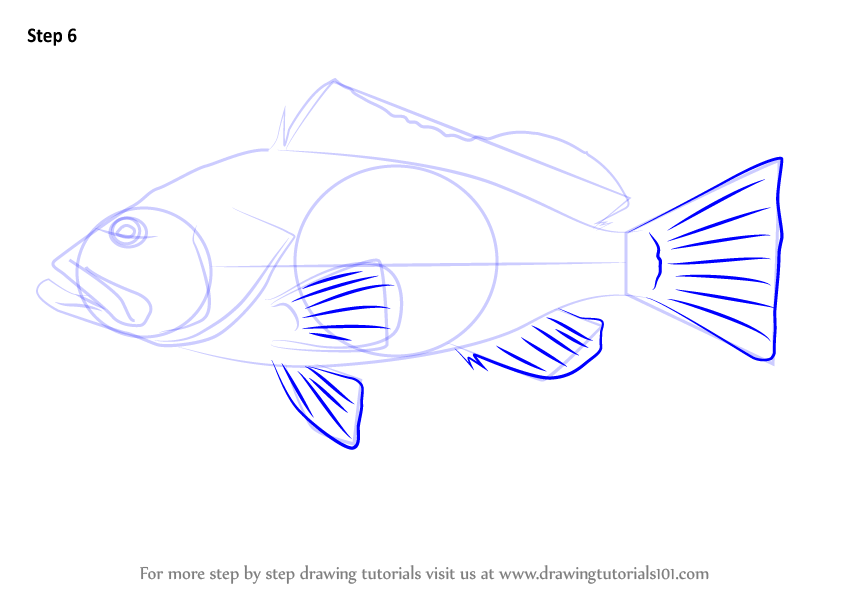 844x598 Learn How To Draw A Red Grouper - Grouper Drawing