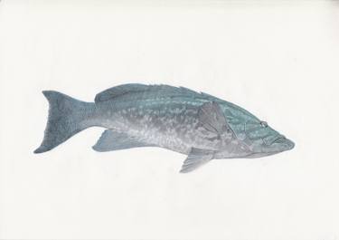 375x265 Mottled Grouper - Grouper Drawing