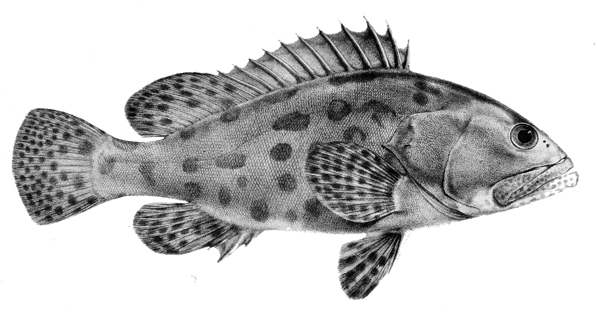 Grouper Drawing at Explore collection of Grouper