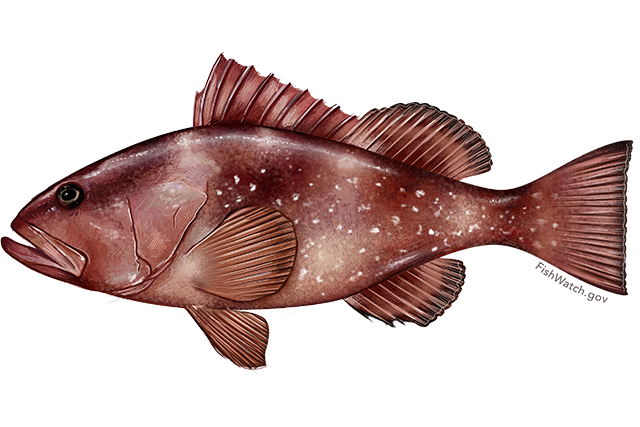 640x427 Red Grouper Ariel Seafoods - Grouper Drawing