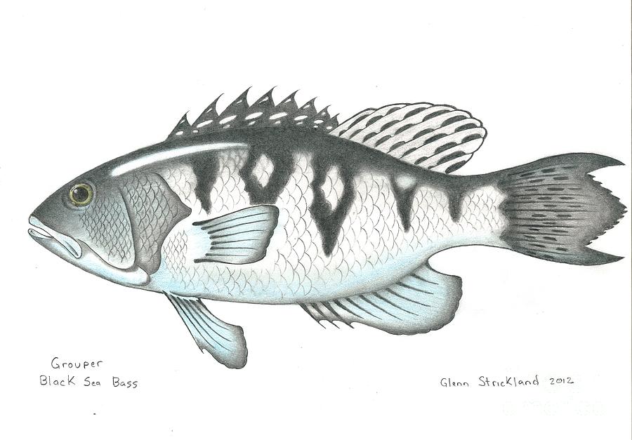 900x627 Black Sea Bass Drawing - Grouper Drawing