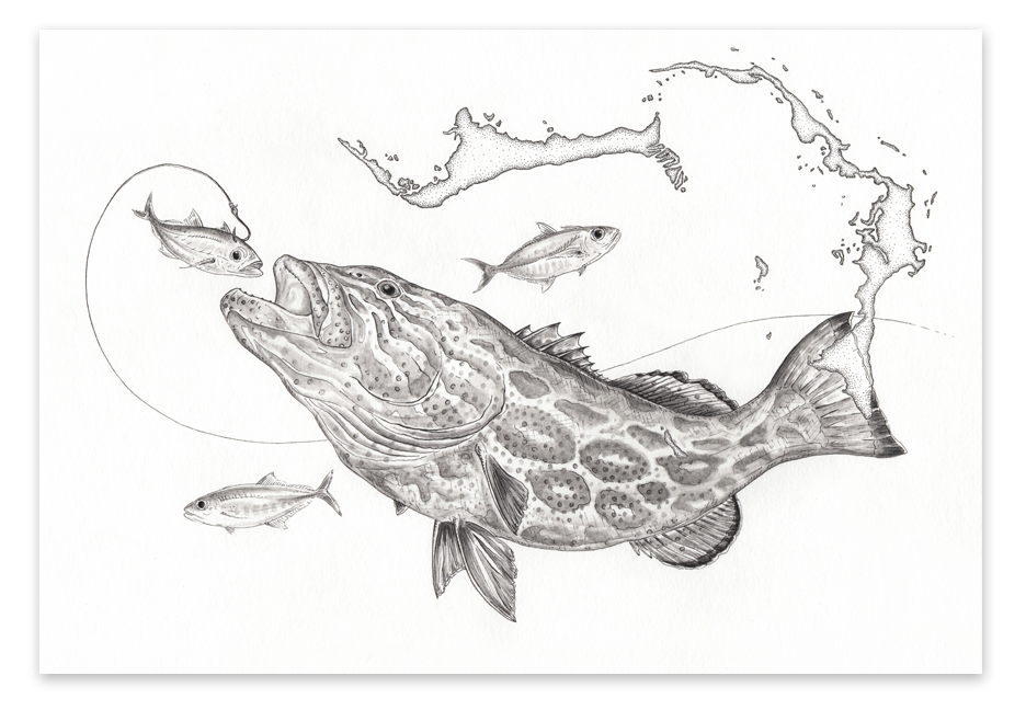 Grouper Drawing at Explore collection of Grouper