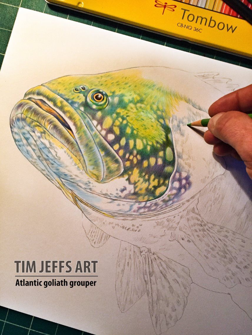 856x1140 Wip - Grouper Drawing