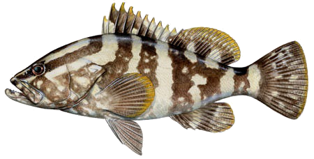 450x228 Fishin Guy - Grouper Drawing