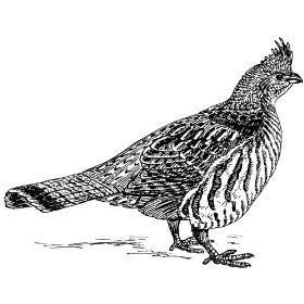 Grouse Drawing