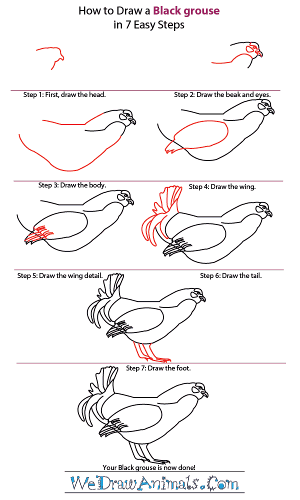 600x1000 how to draw a black grouse - Grouse Drawing