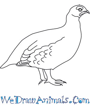 300x350 how to draw a red grouse - Grouse Drawing
