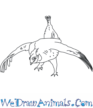 300x350 how to draw a sharp tailed grouse - Grouse Drawing