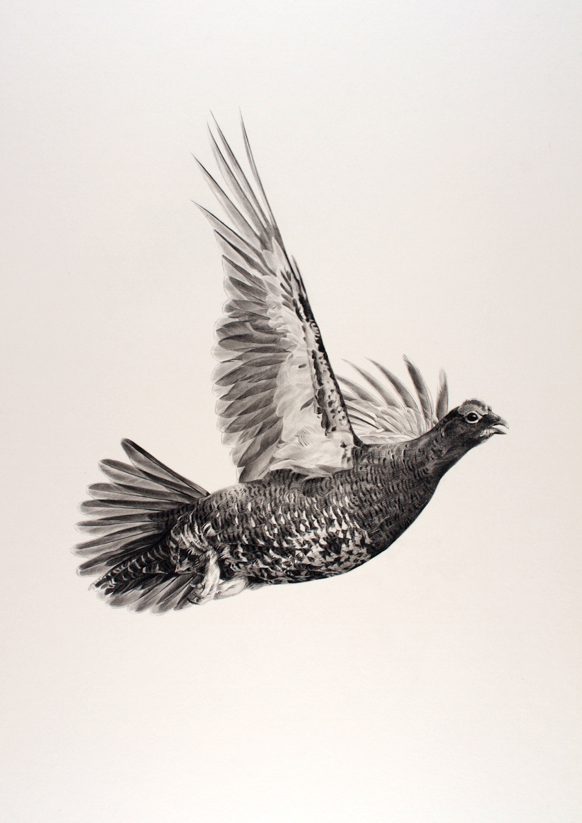 841x1189 jonathan pointer - Grouse Drawing