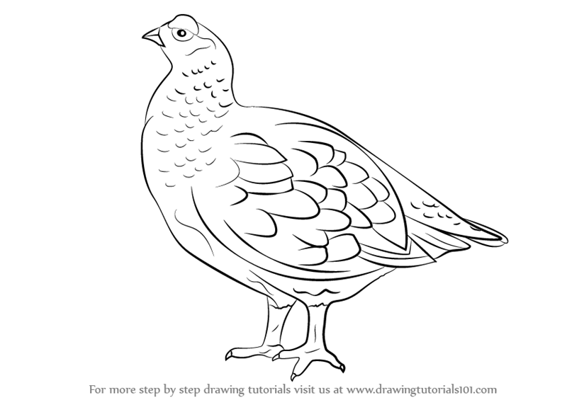 800x565 learn how to draw a red grouse - Grouse Drawing