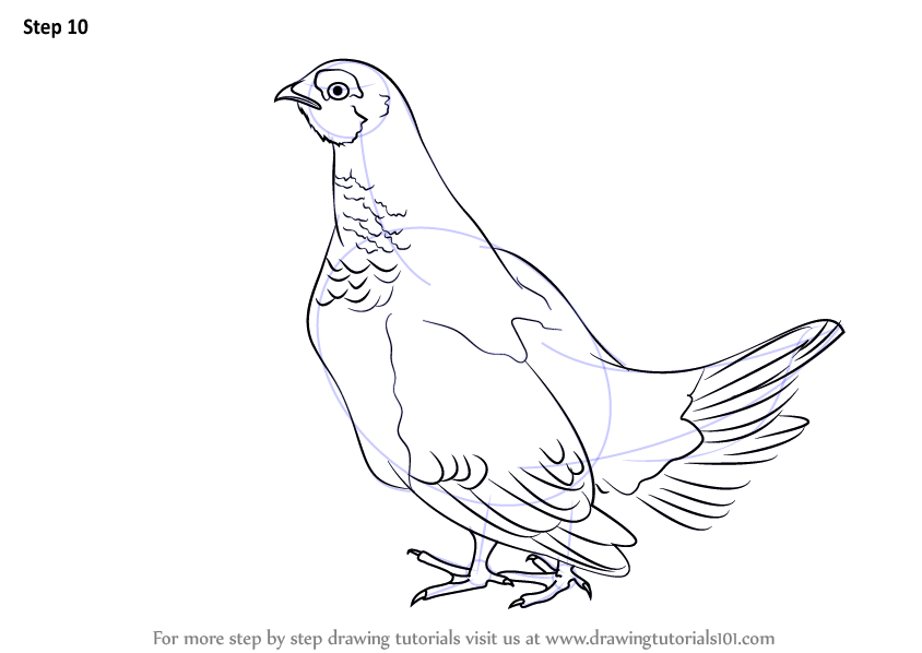 844x598 learn how to draw a spruce grouse - Grouse Drawing