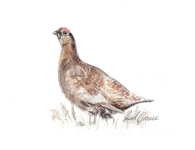 400x307 red grouse greeting card - Grouse Drawing
