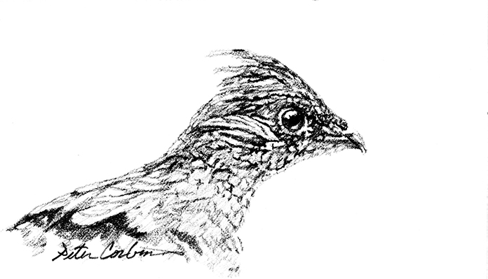 696x399 ruffed grouse - Grouse Drawing