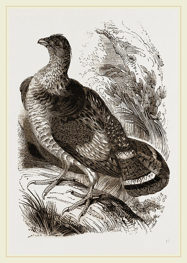 639x900 ruffed grouse drawing - Grouse Drawing