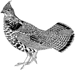250x234 ruffed grouse drawing - Grouse Drawing