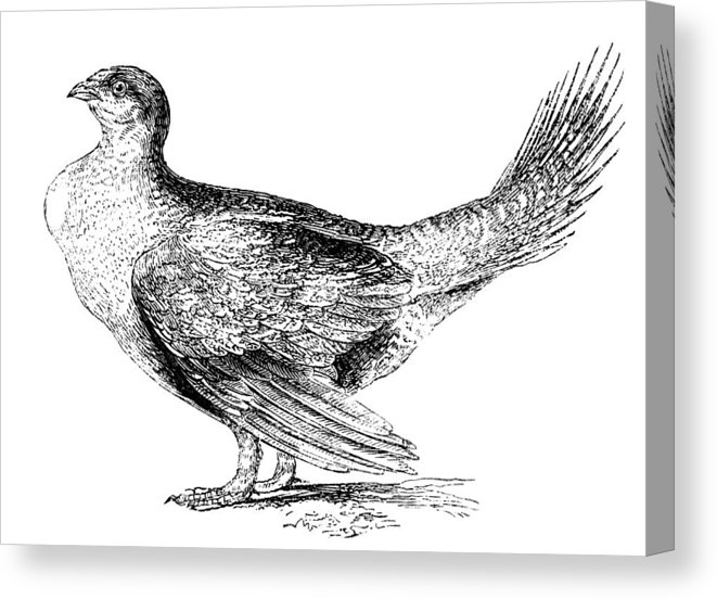 661x552 sage grouse canvas print canvas art - Grouse Drawing