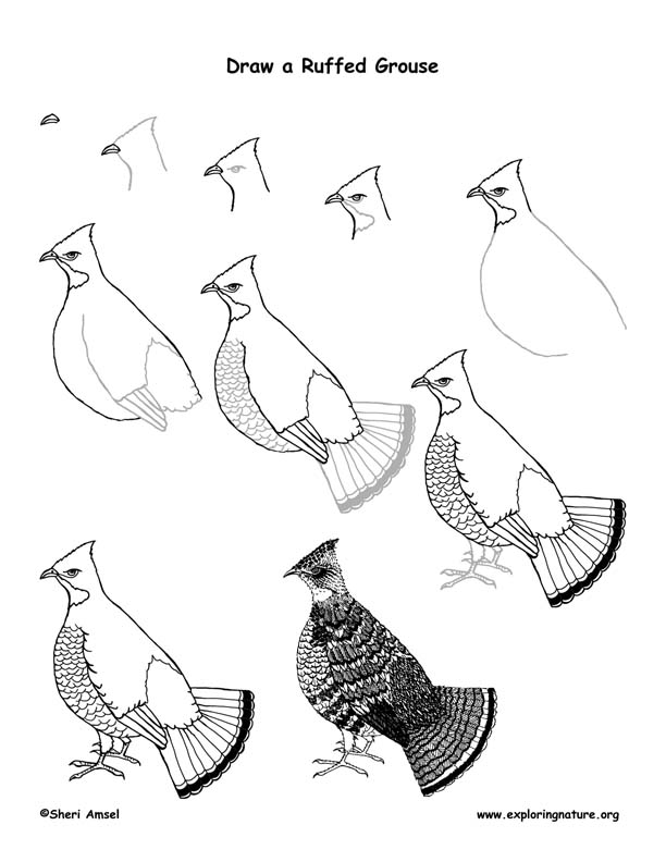 612x792 grouse - Grouse Drawing