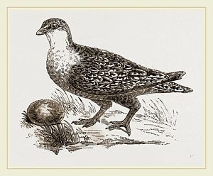 300x248 throat banded sand grouse female drawing - Grouse Drawing