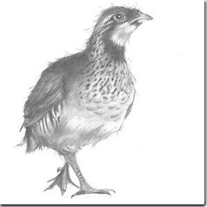 300x300 grouse greeting card - Grouse Drawing