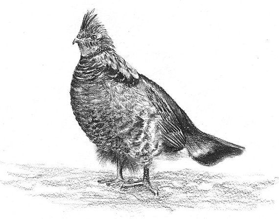 570x448 grouse a x print of an original pencil etsy - Grouse Drawing
