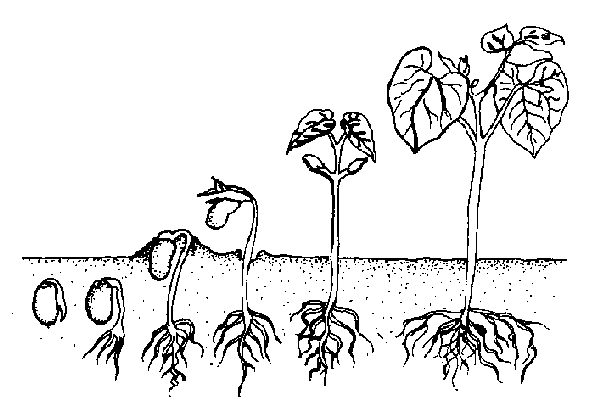 Growing Plant Drawing at PaintingValley.com | Explore collection of
